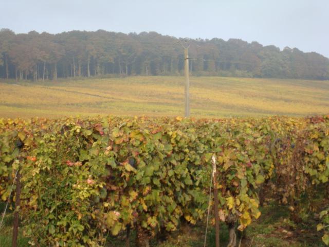 Chmapagne producer Epernay